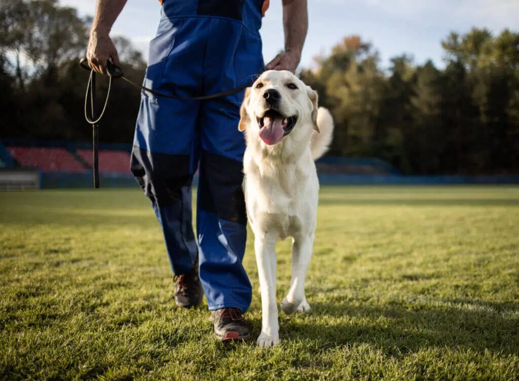 dog trainer with Labrador dog