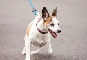 Excited Jack Russell and Chihuahua Dog Going for a Walk