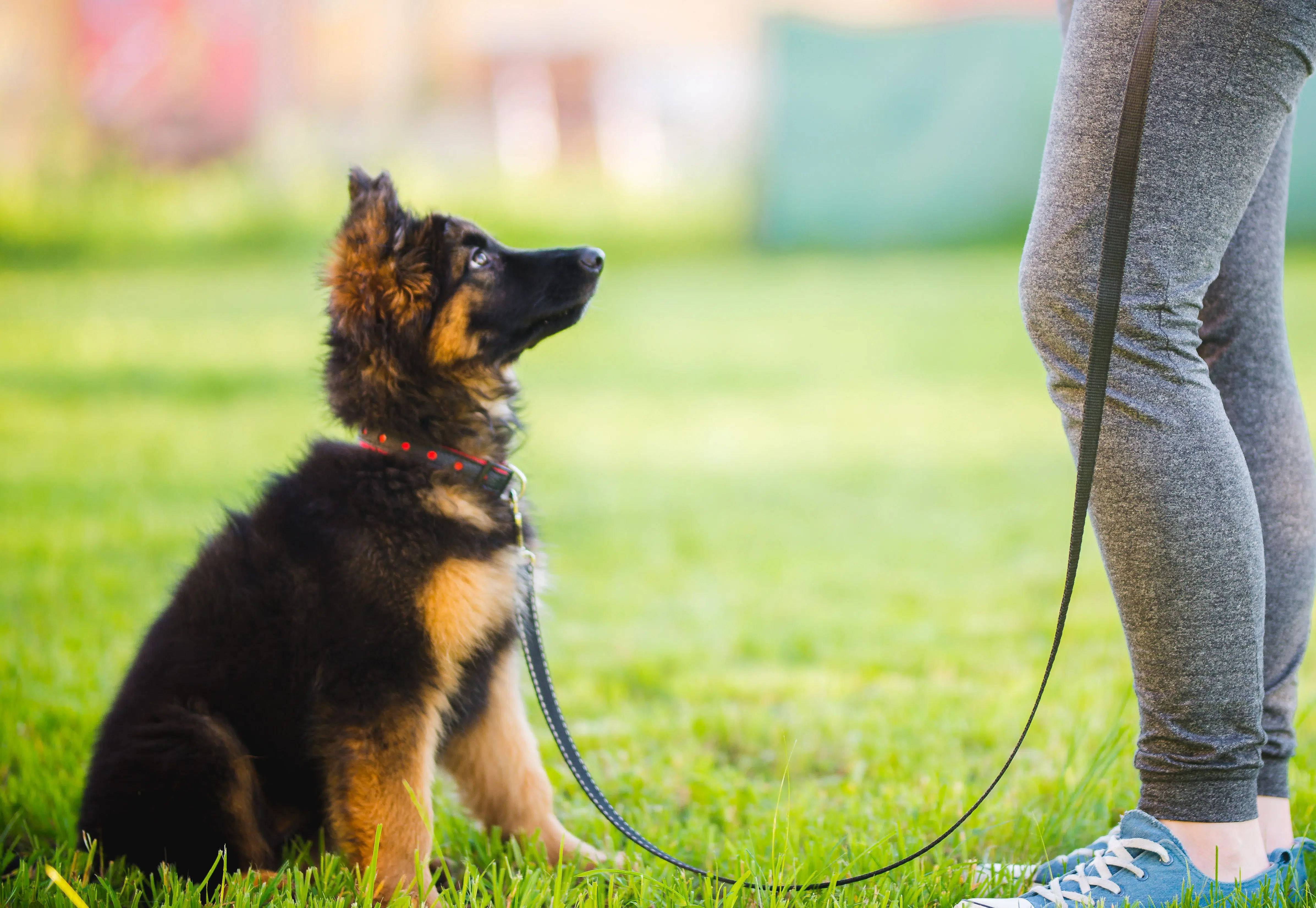 puppy on leash being trained