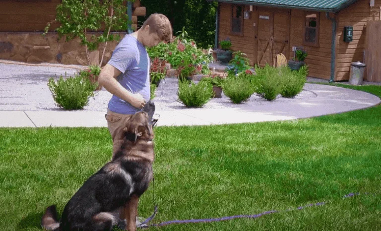 human male in grass with german shepherd dog