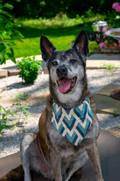 dutch shepherd with bandana