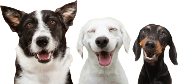 three-happy-dogs-psjui2caacxyqmvmu79nqrdknvzj5lxta6n2qpti7y