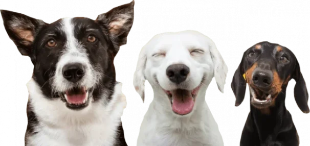 three-happy-dogs-psjui2caacxyqmvmu79nqrdknvzj5lxta6n2qpti7y