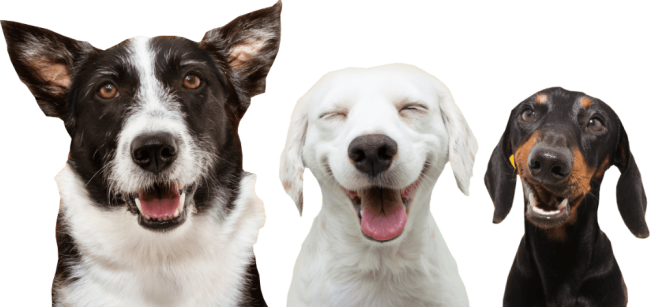 three happy dogs smiling